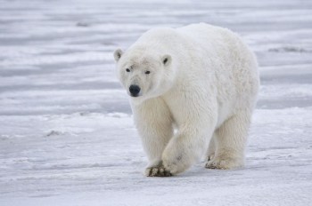 Save the Arctic