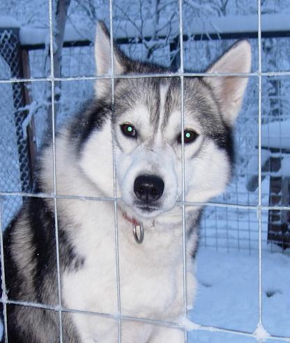 Snow Eyes - Maria Joy Snow Eyes - Maria Joy