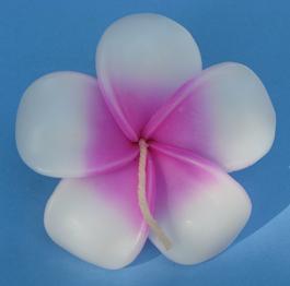 Frangipan Floating Flower Candles - Pink