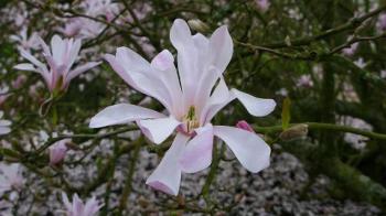 Magnolia by maria joy Magnolia by maria joy