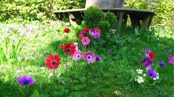 tree seat, anemonies and cyclamens - maria joy