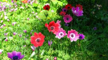 anemonies and cyclamens - maria joy