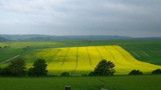 Tram lines - maria joy