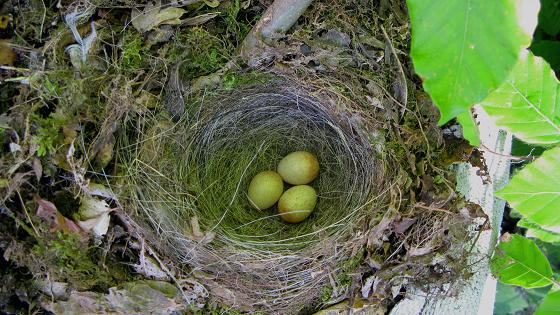 Nesting in the Compost - maria joy