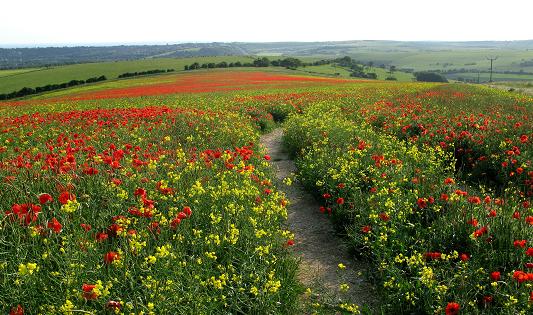 Field of Flowers - m.joy