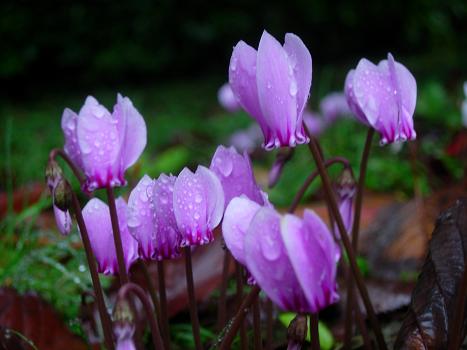 Autumn rain - maria joy