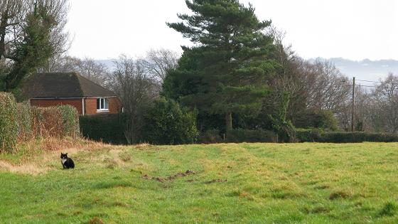 Waiting for mr mouse - m.joy