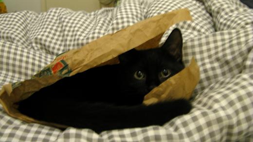 Paper Bag Cat - m.joy