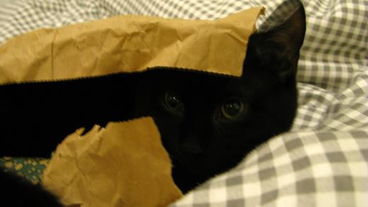 Paper Bag Heaven - m.joy