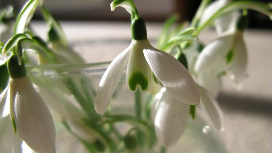Snowdrops - m.joy
