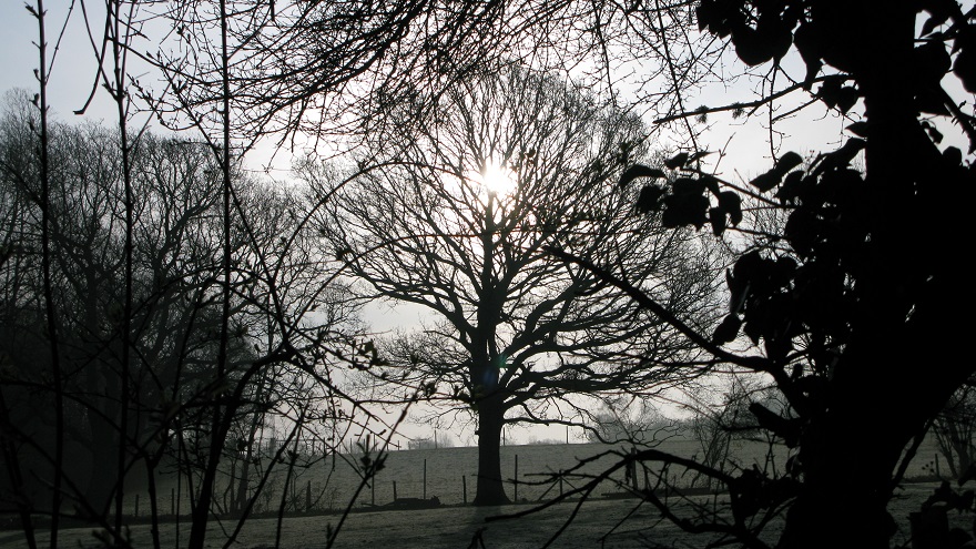 Tree, frosty early spring morning - m.joy