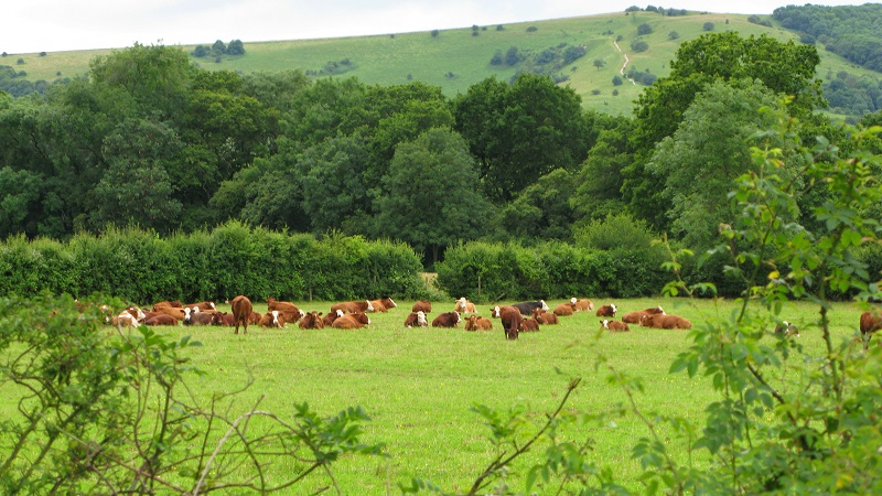 Heredordshire Herd at Sullington - m.joy