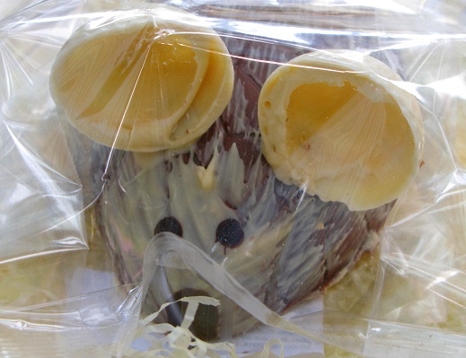 Chocolate Mouse - Rainbow Organic Chocolates - Brighton Open Market - m.joy