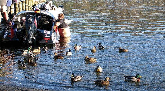Starboard, circling ducks - m.joy