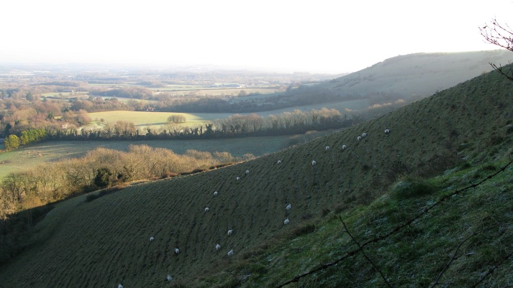 Rolling Downs - m.joy