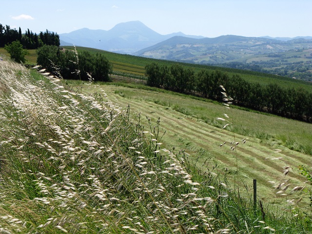 Looking towards Cingoli - m.joy