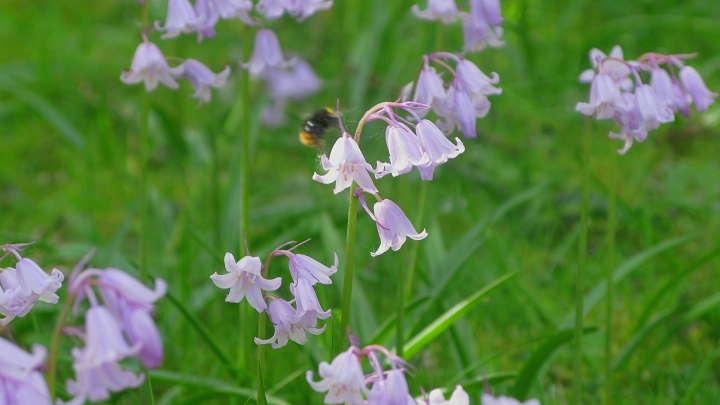 Bluebell visitor - m.joy