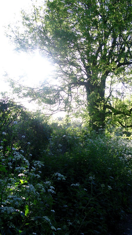 Sunrise tree - m.joy