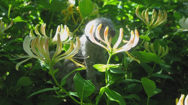 Honeysuckle and small woollen dog - m.joy