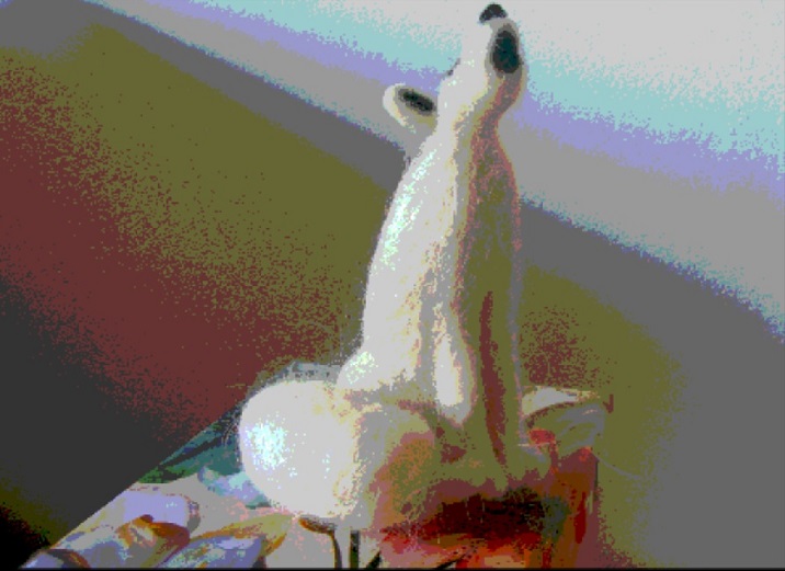 Arctic Fox - Aurora - m.joy