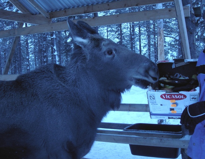 Moose like Bananas - m.joy