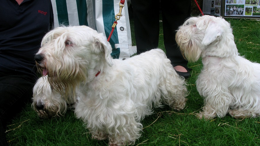 Sealyham Terriers - m.joy