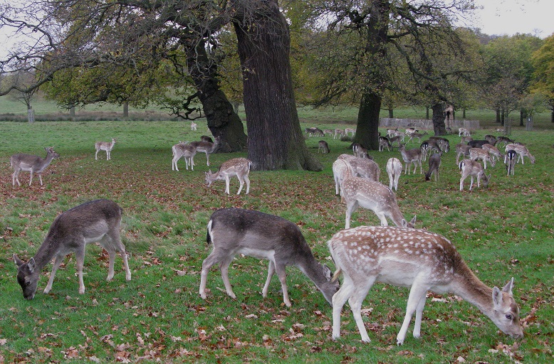 Deer - Richmond Park -m.joy Deer - Richmond Park -m.joy