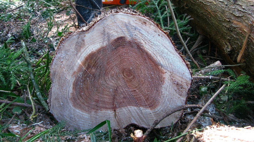 Cypress tree - m.joy