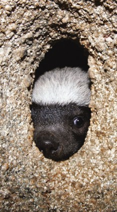 Badger looking out his hole