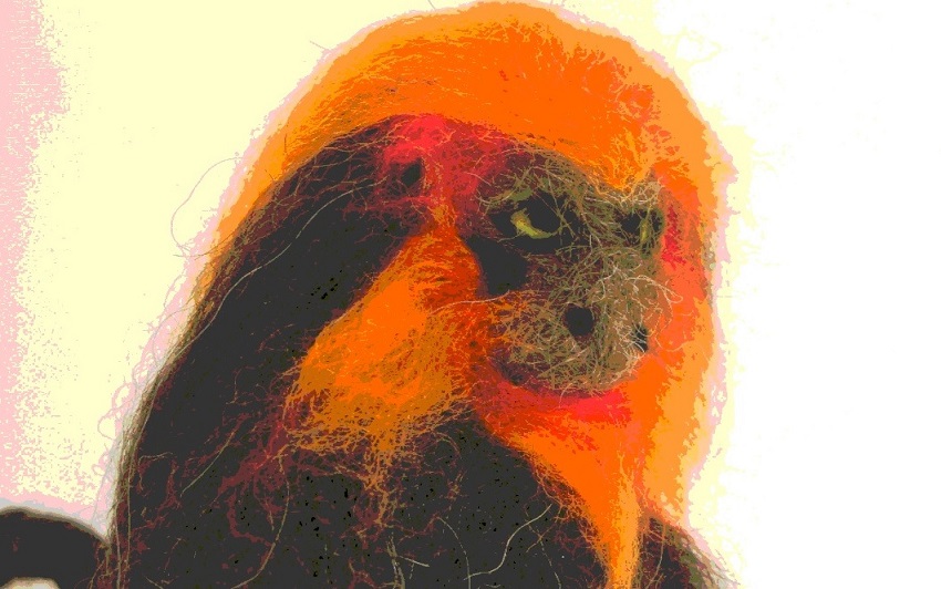Golden Lion Tamarin Monkey - m.joy