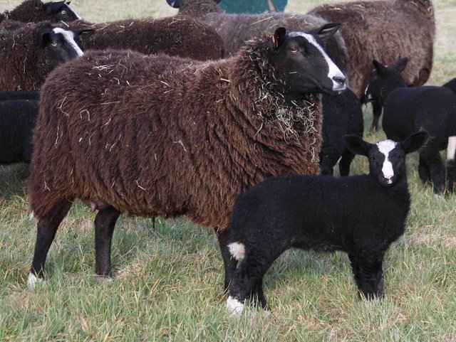 Zwartble Sheep