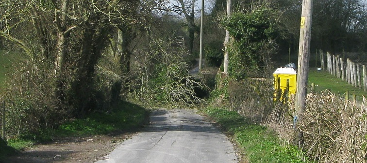 Yellow Tardis and storm Katie brings down ivy smothered tree Yellow Tardis and storm Katie brings down ivy smothered tree