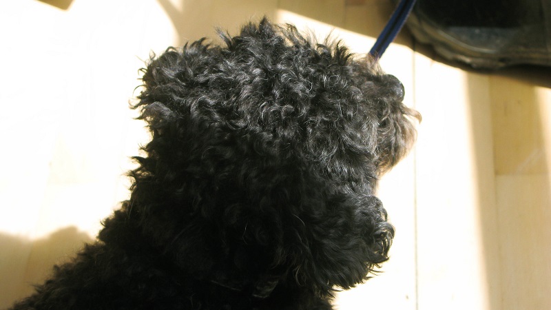 Tight curls and button nose Tight curls and button nose