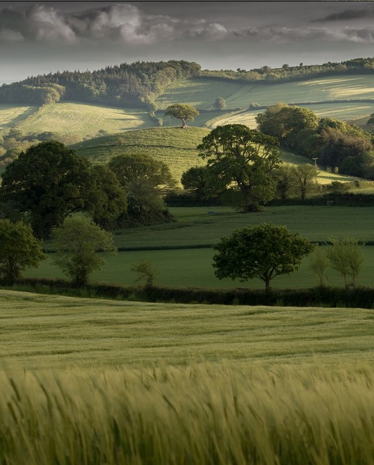 Lone tree. Rolling hills of Mid Devon by Simon Ward - 2015