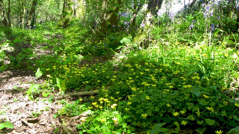 Beneath the trees - m.joy