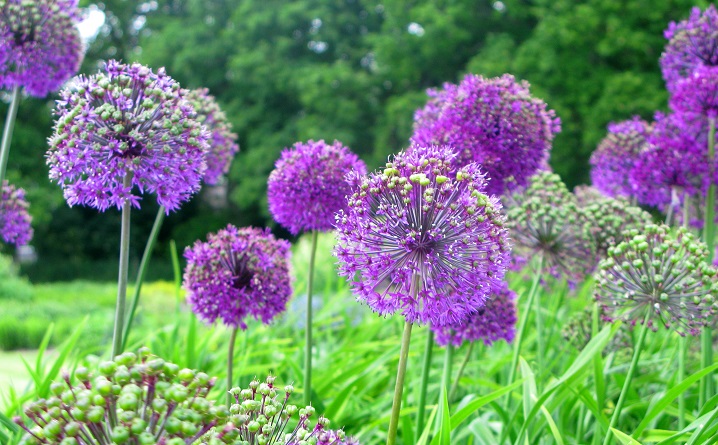 Purple Alliums - m.joy
