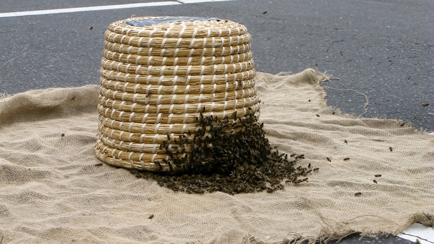 Swarm - m.joy Swarm - m.joy