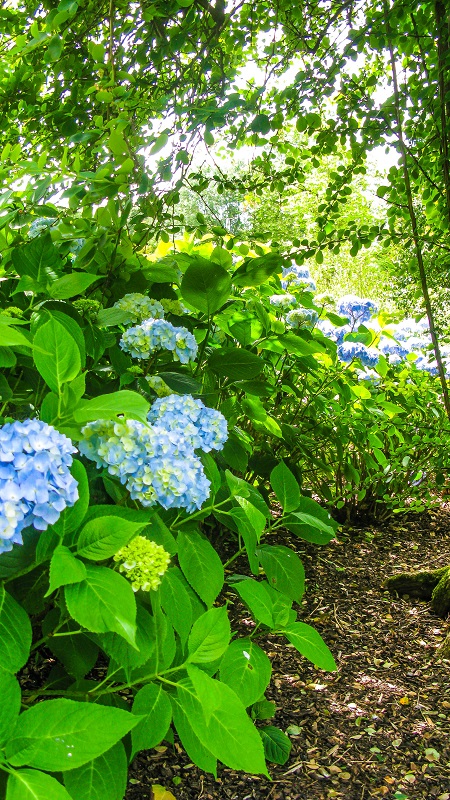 Blue Hydrangeas - M.Joy Blue Hydrangeas - M.Joy