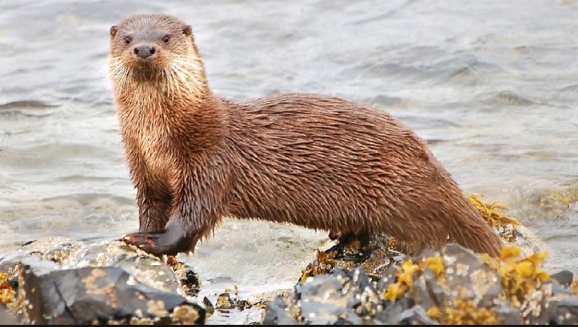 Otter 