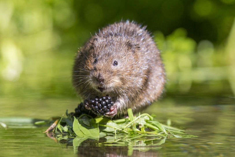 Water Vole