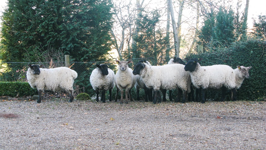 Suffolk Sheep - m.joy