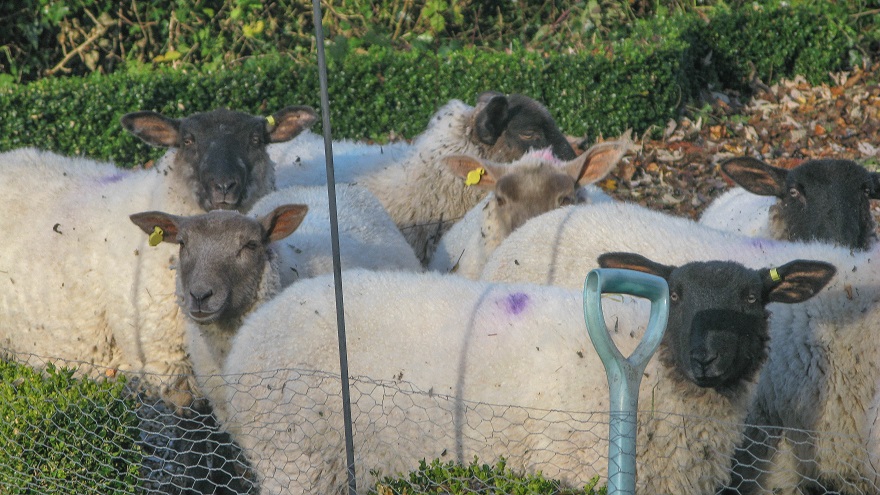 Band of brothers - m.joy