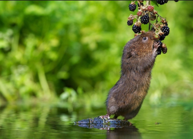 Water Vole - Endangered Animal Water Vole - Endangered Animal