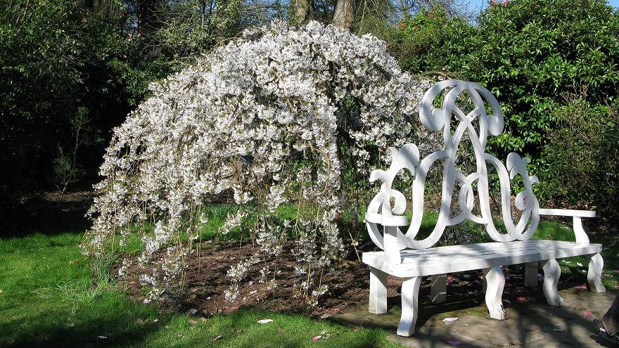 Nymans, Magnolias and A Bench - maria joy Nymans, Magnolias and A Bench - maria joy