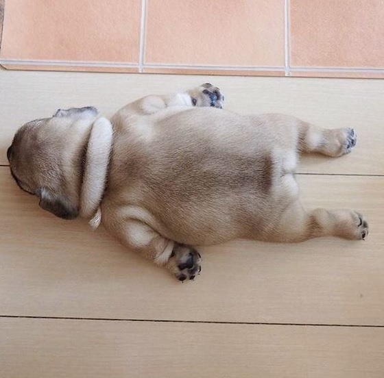 @Life_With_D0gs @Life_With_D0gs