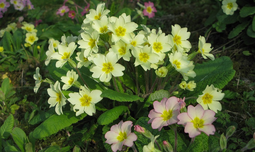 Wild primrose - m.joy