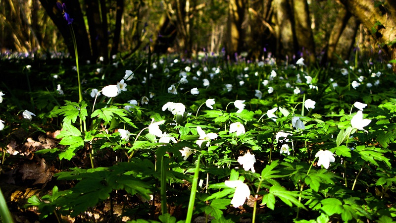 Beneath the trees - m.joy