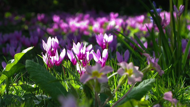 Cyclamens - maria joy