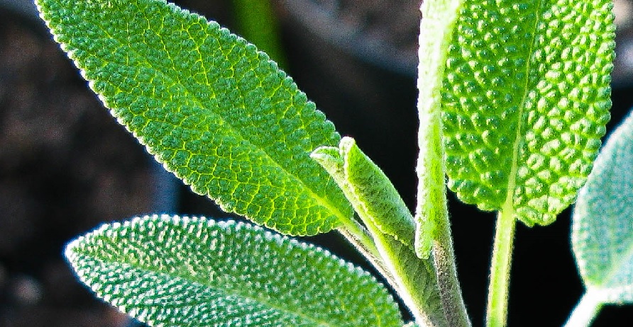 Sage - m.joy Sage - m.joy