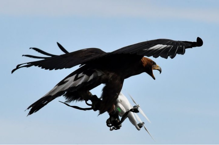 Royal Eagle intercepts Drone - AFP Getty Images